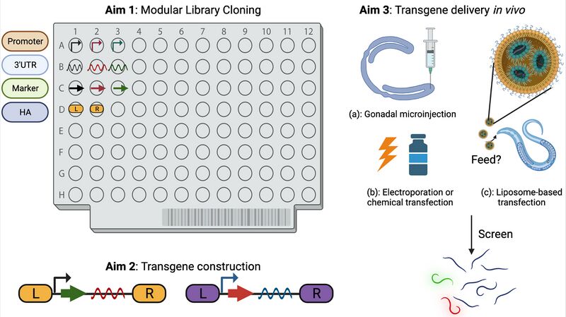 File:Transgene modularity Library (1).jpeg