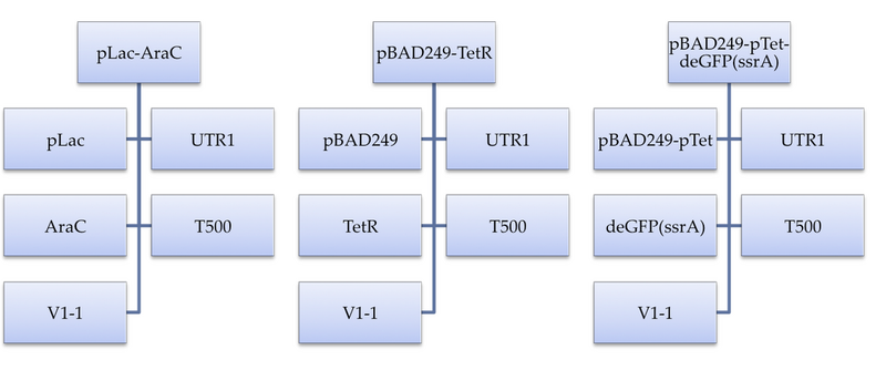 File:GoldenBraid Assembly 082713.png