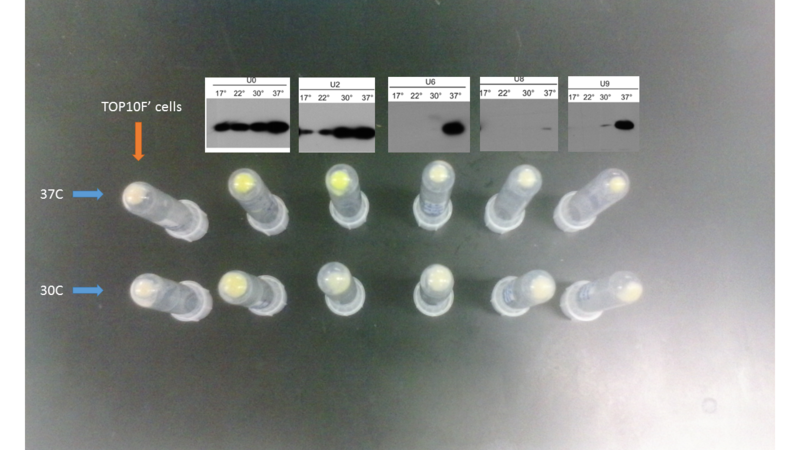 File:Expression @ 30C and 37C pelleted.png