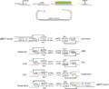 Thumbnail for version as of 23:35, 28 August 2013