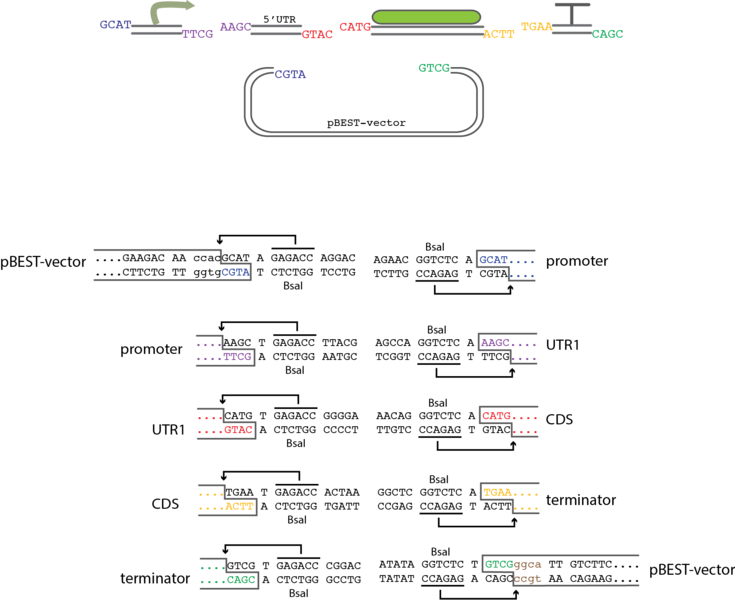 File:OverallfirstGenAssembly.png