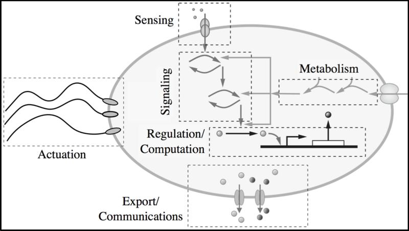 File:Schmidt-syncell.png