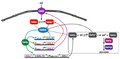 Galactose decision-making circuitry in yeast