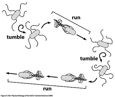 Chemotaxis-pkt08.jpg