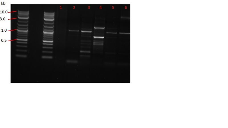 File:Gel.27.06.sec.jpg