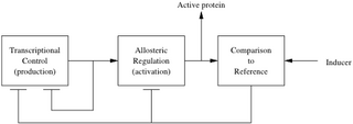 Biomolecular-twoloop.png