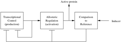 Biomolecular-twoloop.png