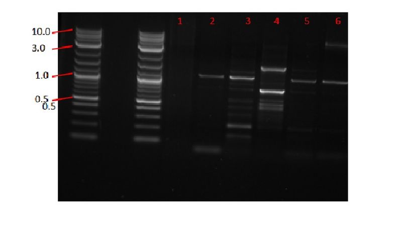 File:Gel.27.06.jpg