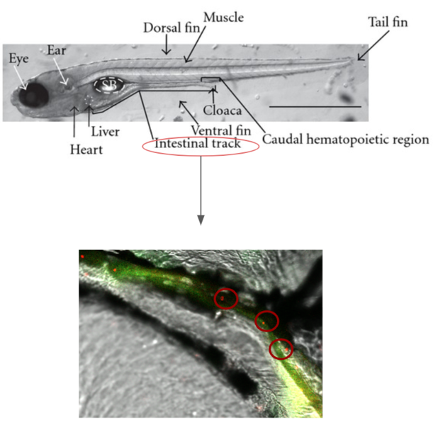 File:Arl19-zebrafish.png