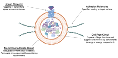 Icb-synbiofilm.png