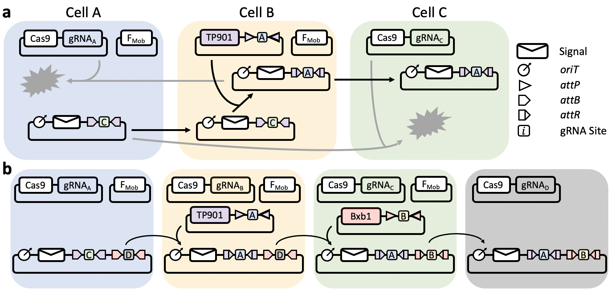 Fig. 1: (a) A 3-node linear signal path built with two guide RNAs and one integrase. The signal plasmid originally starts in Cell A, and cannot be sent to Cell C as the address contains the C gRNA binding site. However, once the signal plasmid enters Cell B, the TP901 integrase swaps the C binding site for an A binding site. The signal plasmid is now unable to return to Cell A, but is now able to proceed to cell C. (b) A 4-node linear signal path built with three guide RNAs and two integrases.