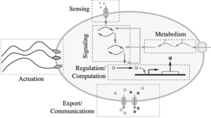 Conceptual diagrams of an synthetic cell.
