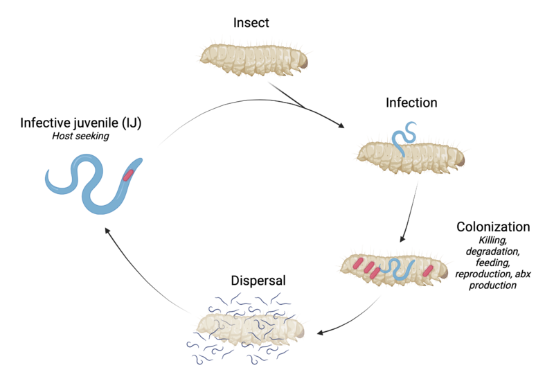 File:Lifecycle.png